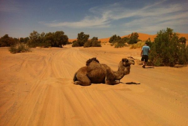 Desert child of Morocco